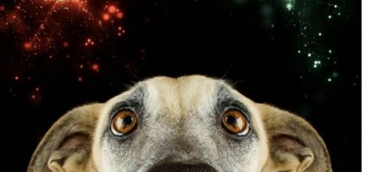 Could ASMR and aromatherapy ease your pet's NYE firework stresses?