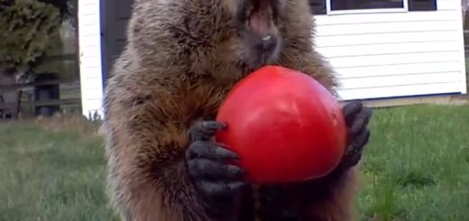 Meet Chunk, the groundhog known for his ASMR eating videos