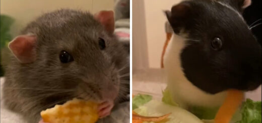 ASMR Videos Of Rodents Enjoying Snacks Will Seriously Soothe You