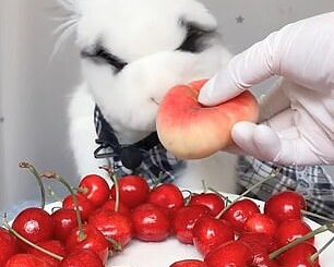 A pet rabbit in China has become an internet sensation