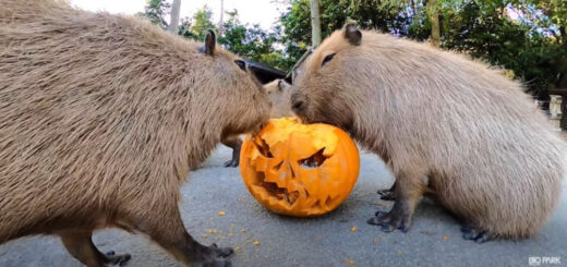 Trick or treat? Capybaras at Nagasaki Biopark devour jack-o’-lantern in fun new video