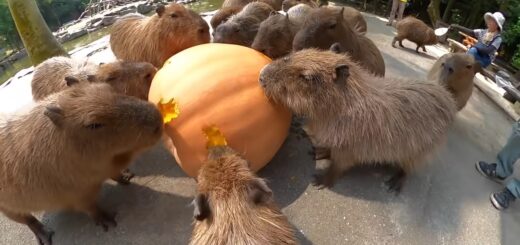 Watch this calming ASMR video of Nagasaki Biopark's capybaras eating a pumpkin