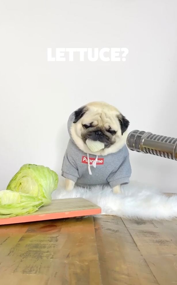 Apparently lettuce is the only vegetable that he absolutely hates