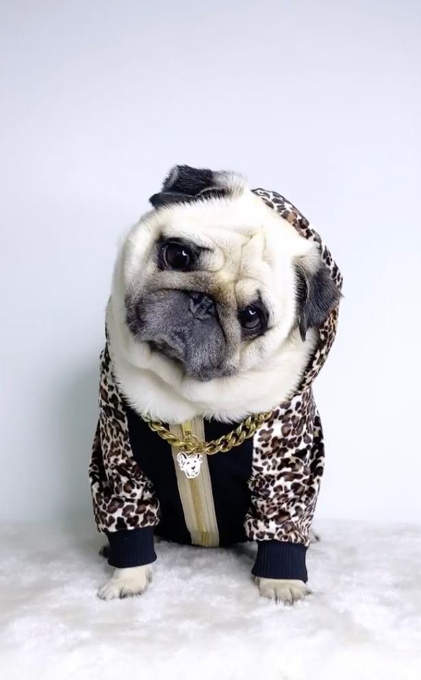 Puggy Smalls has an edgy fashion sense and often shows off his trendy attire on social media