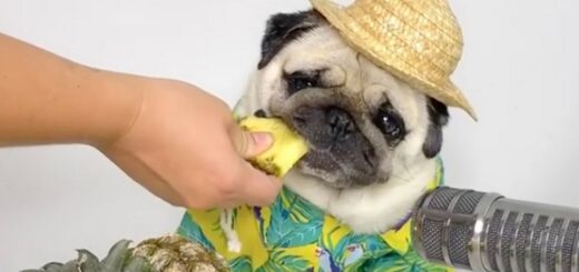 Dog named ‘Puggy Smalls’ attracts 190k followers with ASMR clips of him eating