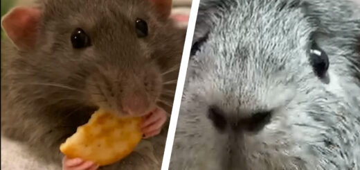 Feeling stressed? Watch these ASMR rodents eat delicious treats