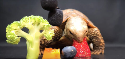 This ASMR Video of a Tortoise Munching Is Surprisingly Soothing