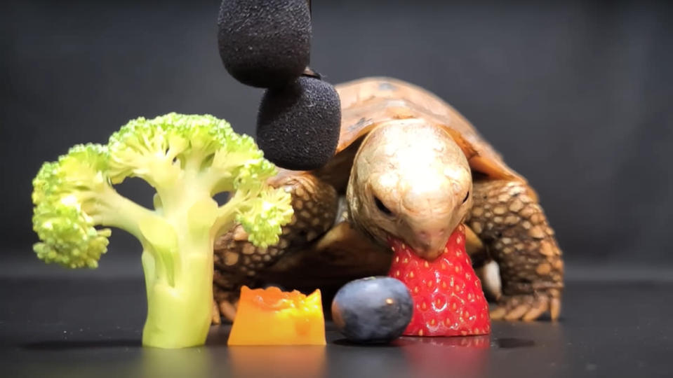 A turtle munching on a strawberry next to a piece of broccoli and some cheese in a tortoise ASMR video.