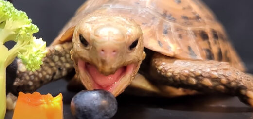 Watch this delightful video of a cute turtle munching on fruits and vegetables! | Boing Boing