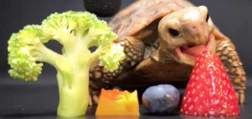 Watch ASMR Footage of Hungry Tortoise Eating Fruit and Veg